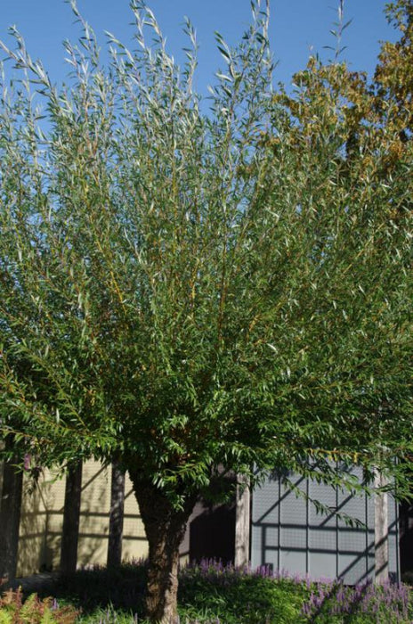 Salix alba 'Chermesina' , Schietwilg , Knotwilg