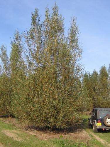 Salix alba 'Chermesina' , Schietwilg , Knotwilg