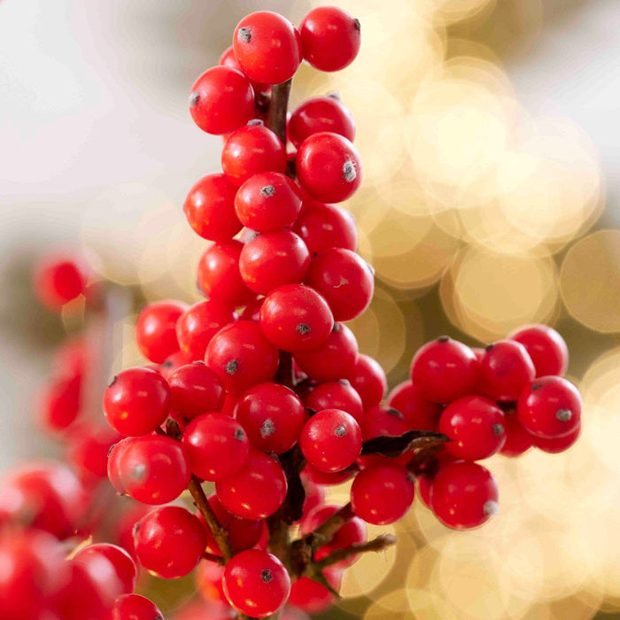 Ilex verticillata , Winterbes, Hulst vrouwelijk