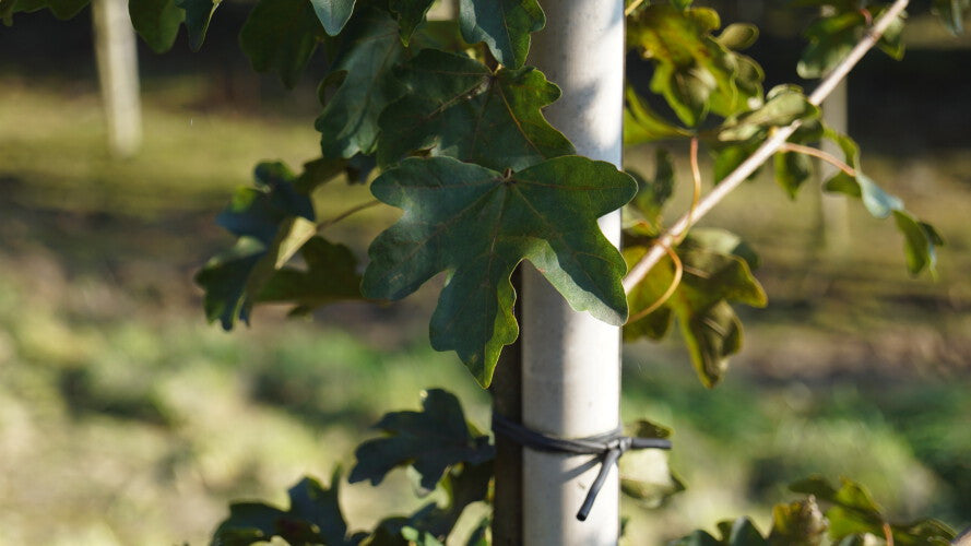 Acer campestre 'Elsrijk' , Veldesdoorn - Spaanse aak