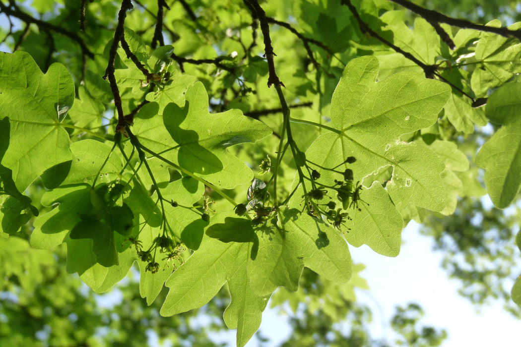 Acer campestre 'Elsrijk' , Veldesdoorn - Spaanse aak