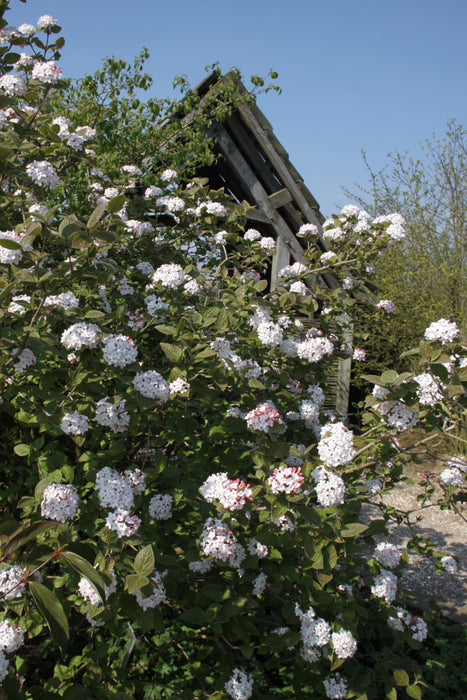 Viburnum carlesii 'Aurora' , Sneeuwbal , Koreaanse sneeuwbal