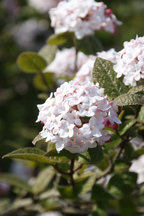 Viburnum carlesii 'Aurora' , Sneeuwbal , Koreaanse sneeuwbal