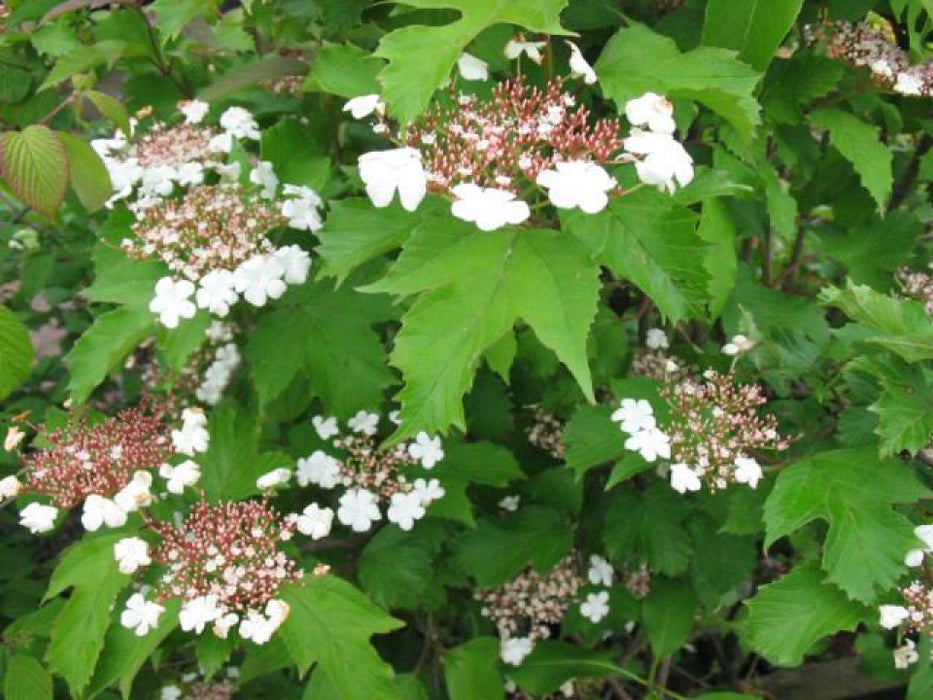 Viburnum sargentii 'Onondaga' , Sneeuwbal