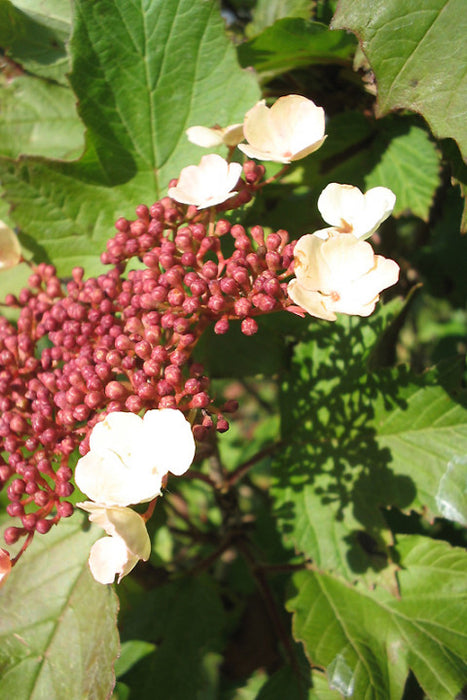 Viburnum sargentii 'Onondaga' , Sneeuwbal