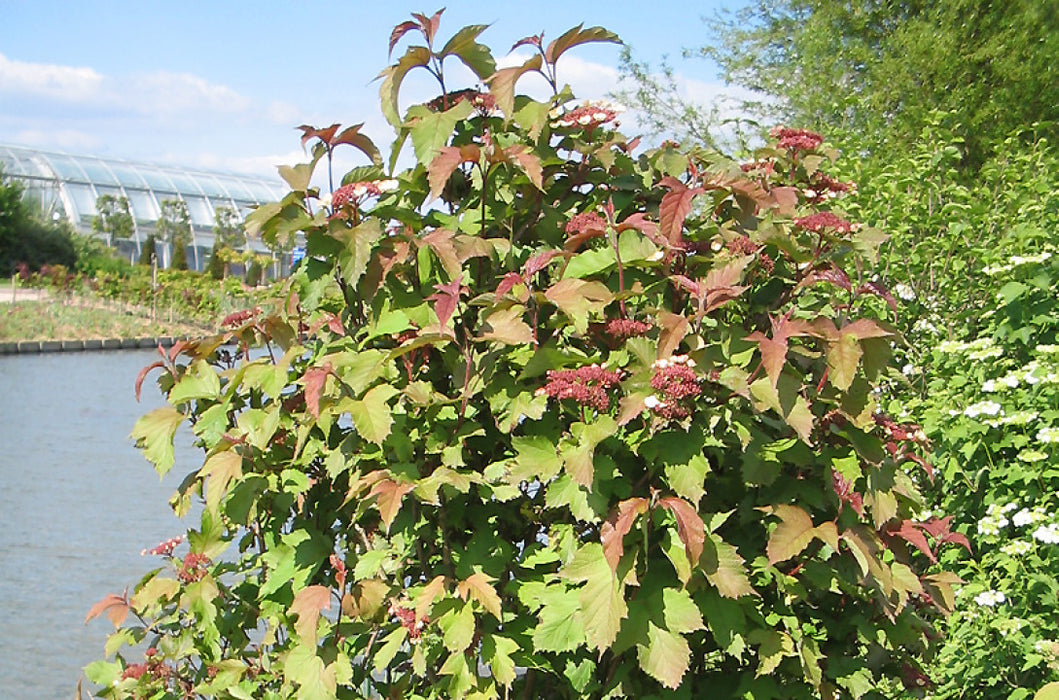 Viburnum sargentii 'Onondaga' , Sneeuwbal