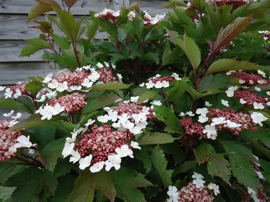 Viburnum sargentii 'Onondaga' , Sneeuwbal