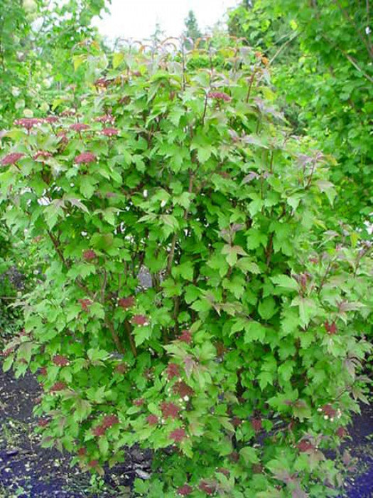 Viburnum sargentii 'Onondaga' , Sneeuwbal