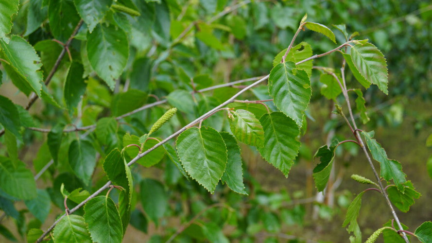 Betula utilis albosinensis (Betula albosinensis 'Fascination')