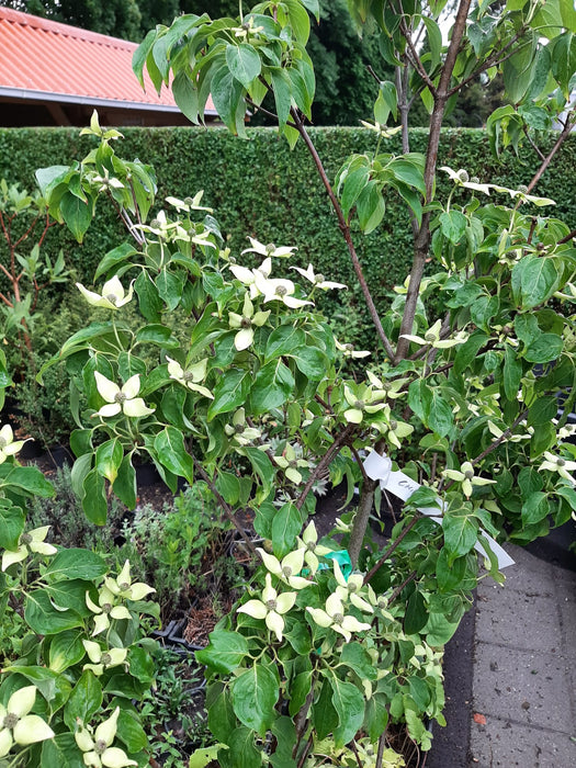 Cornus kousa 'China Girl' , Japanse grootbloemige kornoelje