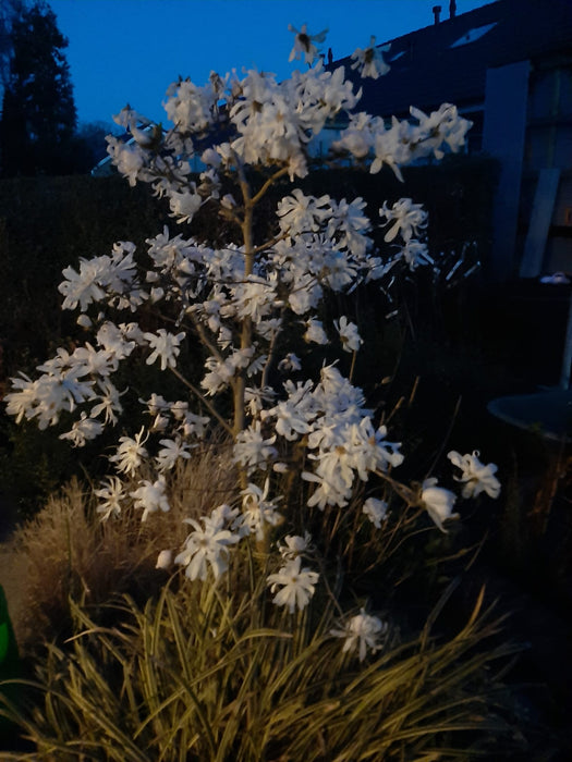 Magnolia stellata , Stermagnolia