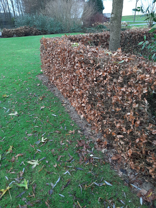 Fagus sylvatica,  Gewone Beuk