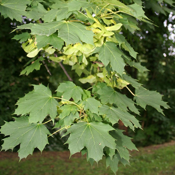 Acer platanoides ,