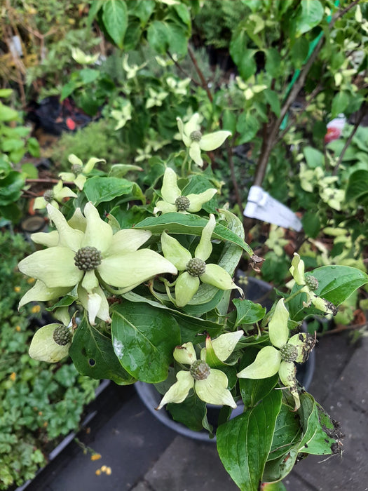 Cornus kousa 'China Girl' , Japanse grootbloemige kornoelje