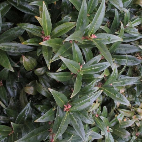 Sarcococca hookeriana var. humilis , Vleesbes