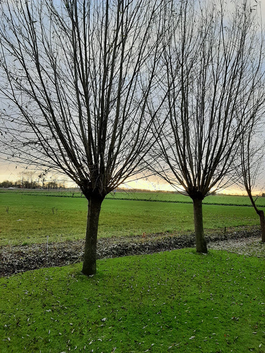 Salix alba , Schietwilg , Witte wilg , Knotwilg