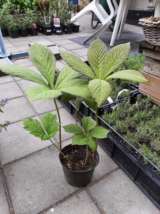 Rodgersia aesculifolia, Kastanjebladige astilbe