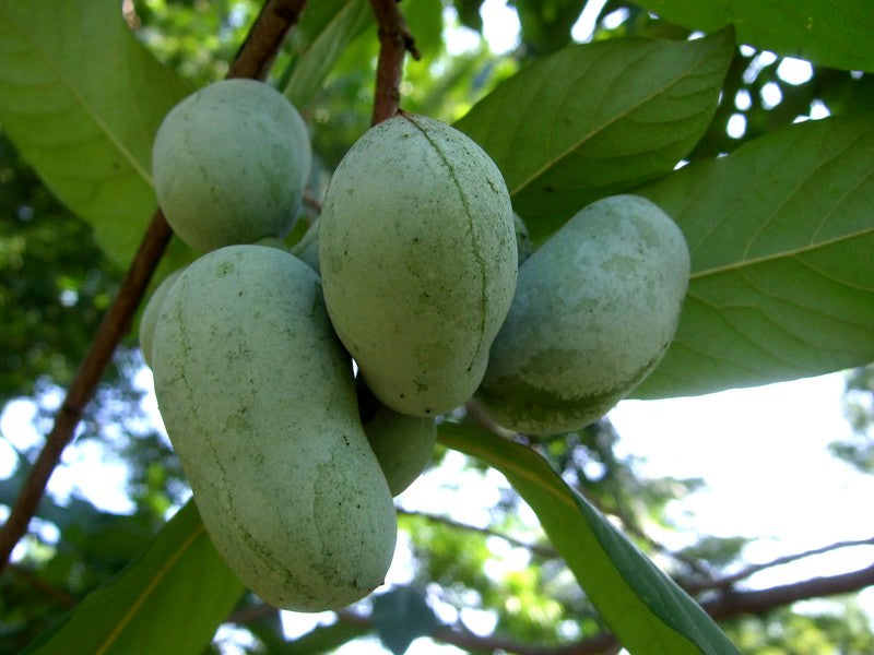 Asimina triloba 'Mango ,