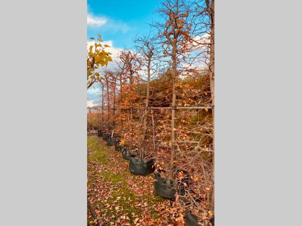 Parrotia persica , Perzisch IJzerhout.