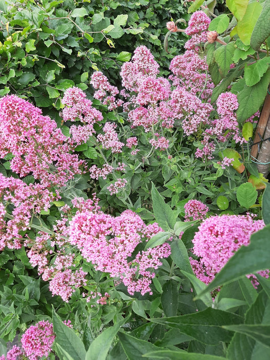 Centranthus ruber , rode valeriaan