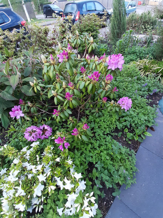 Rhododendron 'Catawbiense Grandiflorum' , Grootbloemige hybride