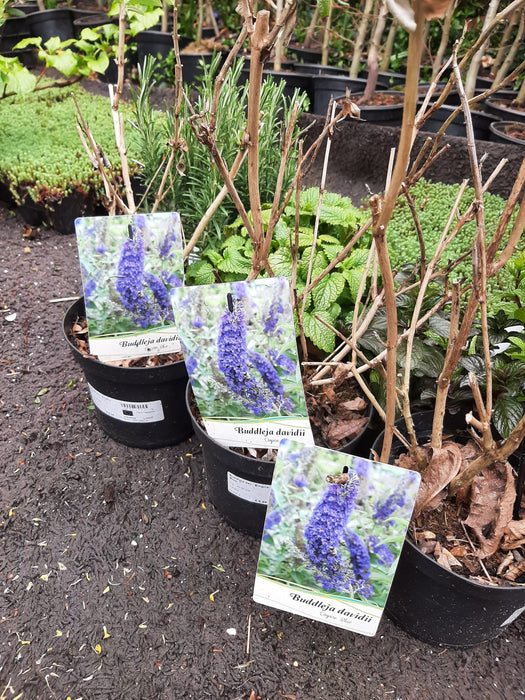 Buddleja dav. 'Empire Blue' , Vlinderstruik