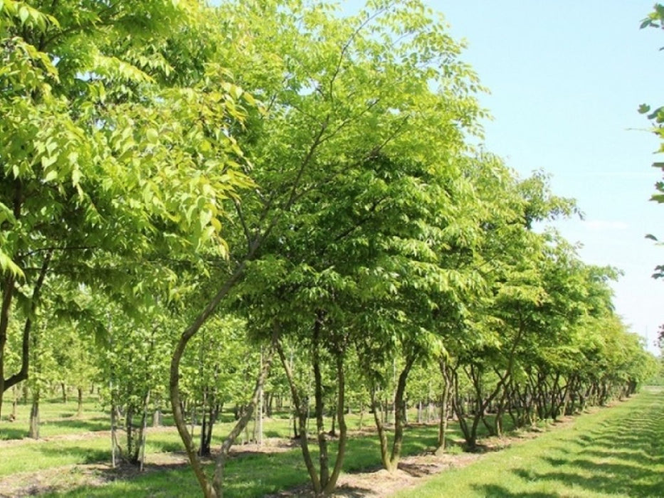 Zelkova serrata , Japanse zelkova