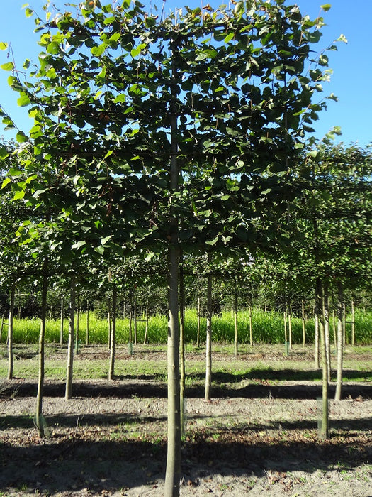 Tilia europaea 'Pallida' , Koningslinde