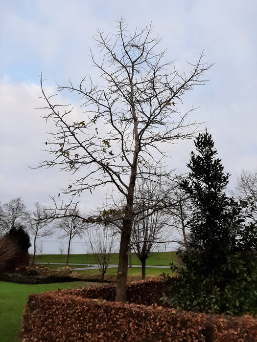 Liquidambar styraciflua , Amberboom