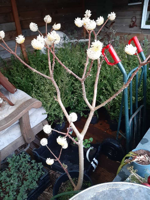 Edgeworthia chrys. 'Grandiflora' , Papierstruik