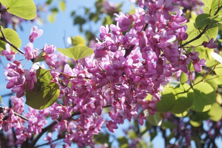 Cercis siliquastrum , Judasboom