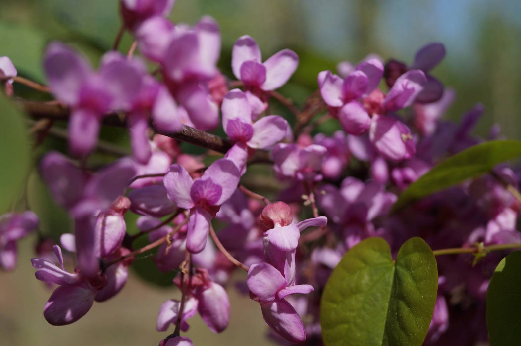 Cercis siliquastrum , Judasboom