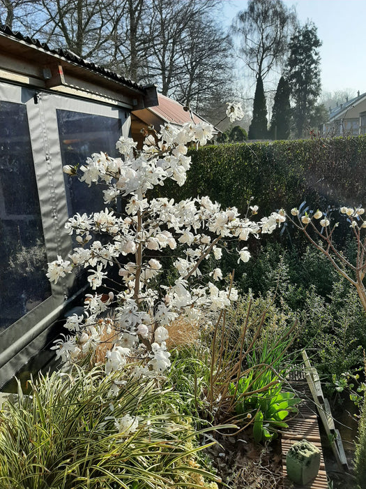 Magnolia stellata , Stermagnolia