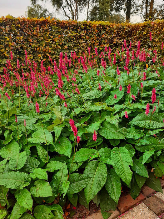 Persicaria amplexicaulis , Duizendknoop