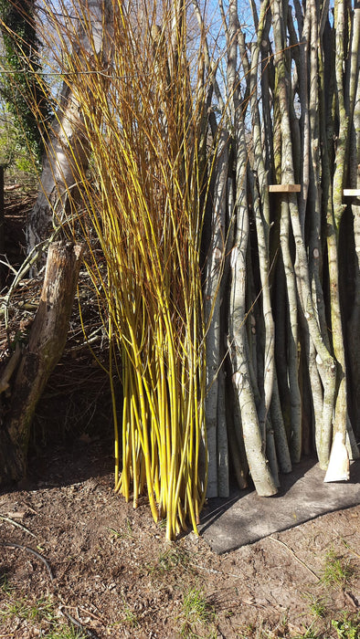 Salix alba 'Chermesina' , Schietwilg , Knotwilg