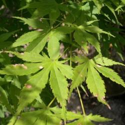 Acer palmatum , Japanse esdoorn