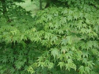 Acer palmatum , Japanse esdoorn , meerstammig