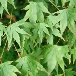 Acer palmatum , Japanse esdoorn