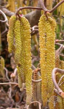 Corylus avellana , Gewone hazelaar