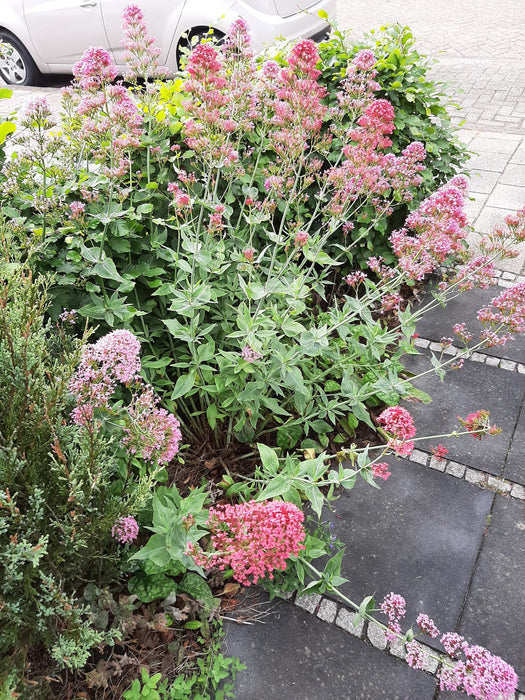 Centranthus ruber , rode valeriaan