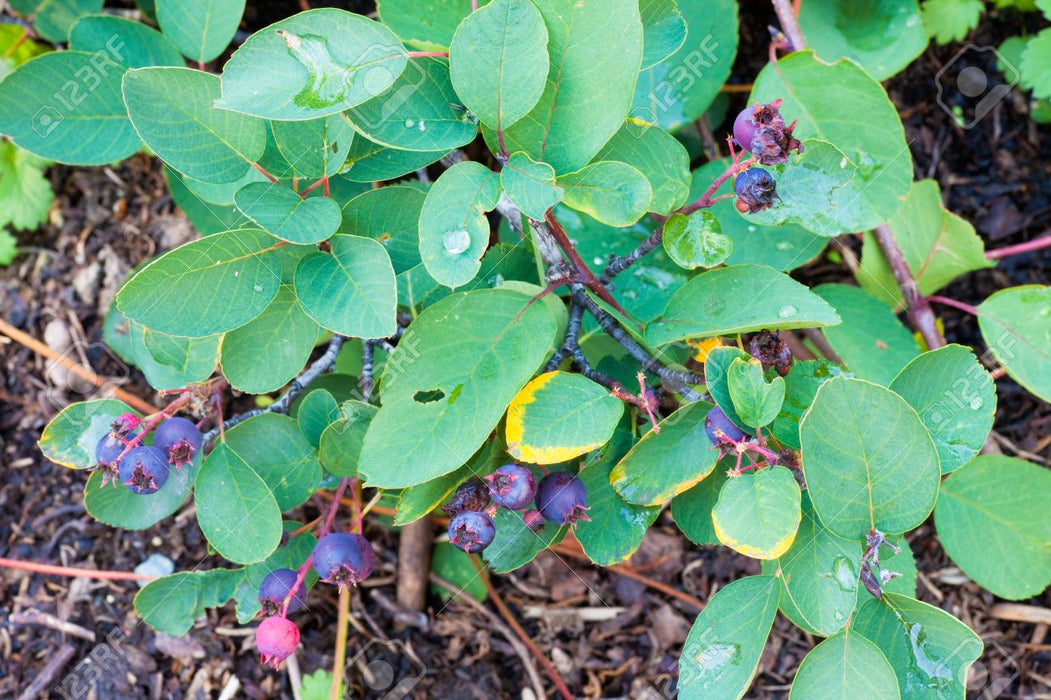 Amelanchier alnifolia 'Saskatoon Berry' , Krentenboompje