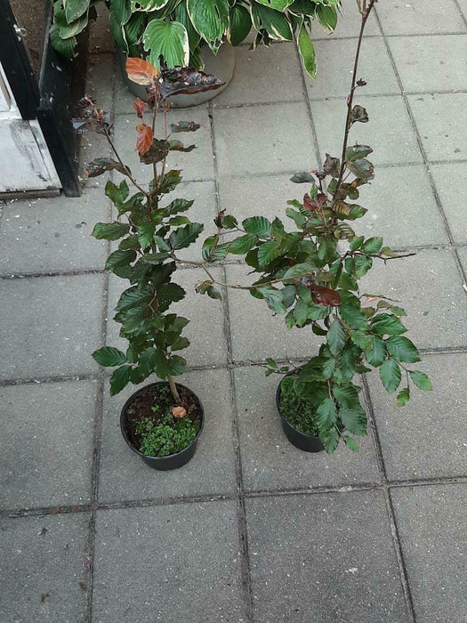 Fagus syl. 'Atropunicea', Bruine beuk, Rode beuk