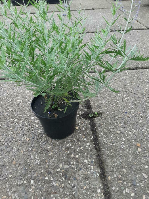 Perovskia atriplicifolia 'Blue Spire' , Russische salie