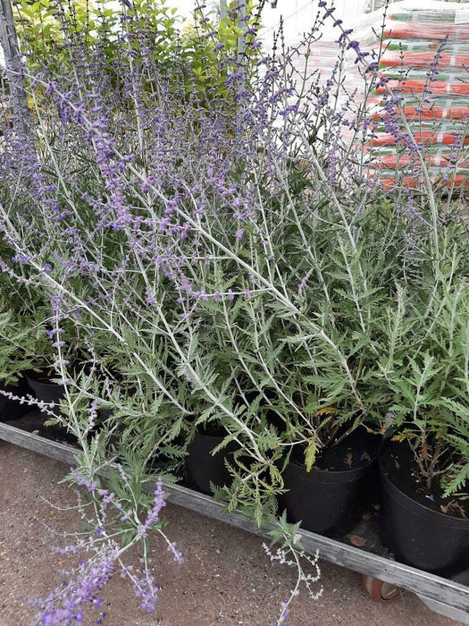 Perovskia atriplicifolia 'Blue Spire' , Russische salie