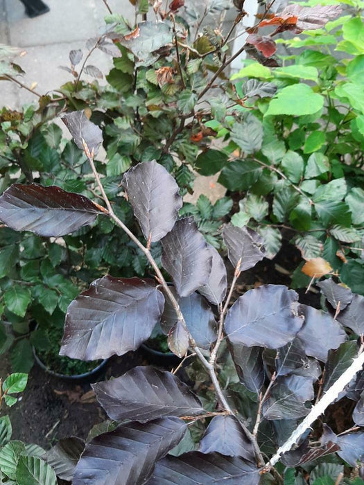 Fagus syl. 'Atropunicea', Bruine beuk, Rode beuk