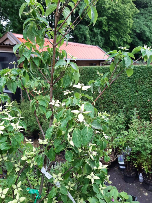 Cornus kousa 'China Girl' , Japanse grootbloemige kornoelje