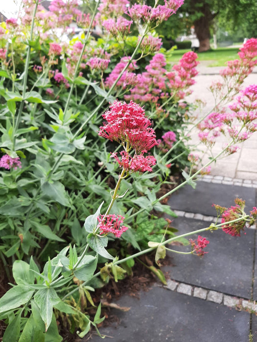 Centranthus ruber , rode valeriaan