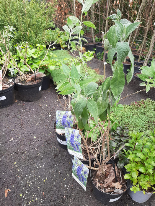 Buddleja dav. 'Empire Blue' , Vlinderstruik