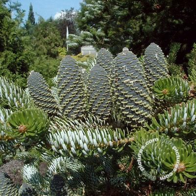 Abies koreana , Koreaanse zilverspar