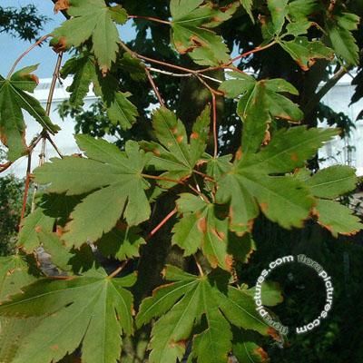 Acer palmatum , Japanse esdoorn